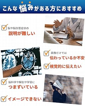 【KIYOMARU】カラー頚椎 頭蓋骨模型 人体模型 理学療法士監修 等身大 KIYOMARU 頚椎頭蓋骨模型 人体模型 理学療法士監修 神経と椎骨